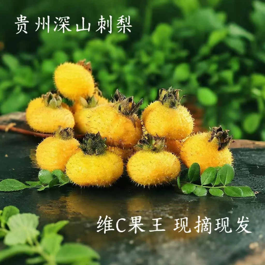 贵州野生刺梨鲜果可生吃泡水维C含量高