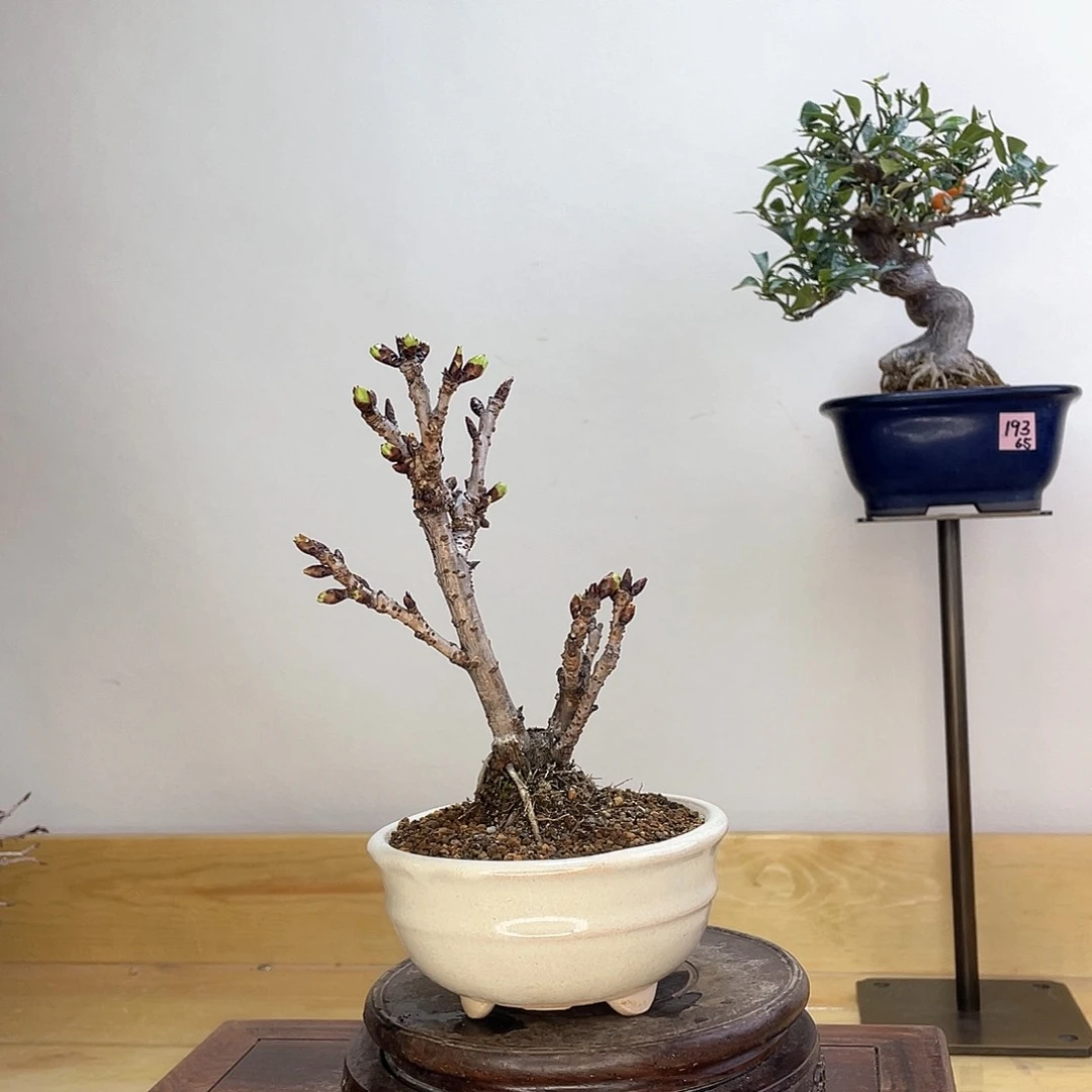 木本旭山樱花盆栽