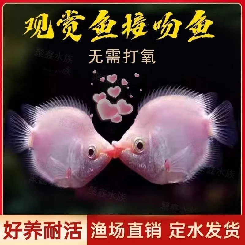 接吻鱼大号亲嘴鱼接吻鱼观赏鱼一对亲亲鱼小型热带亲吻鱼耐活