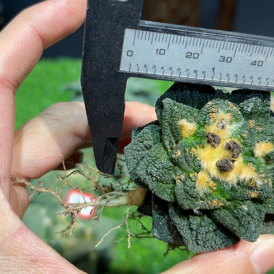 2号自根微损辛盾牡丹