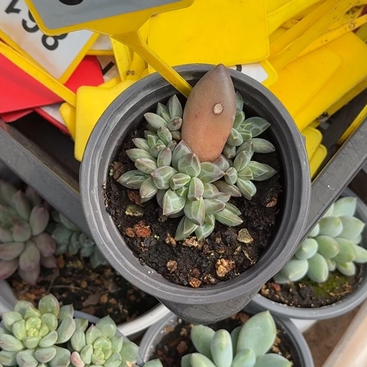 多肉植物娜美群897