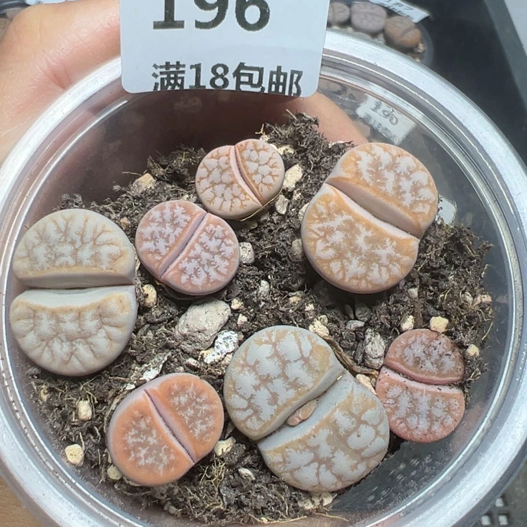 【闪购商品】196。