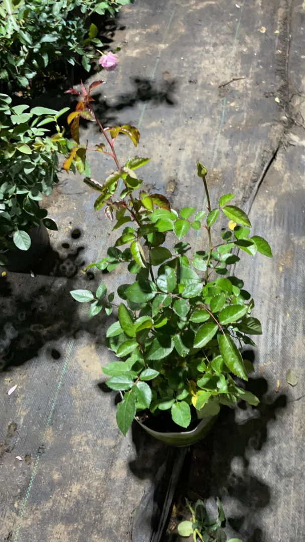 上海夫人月季切花月季