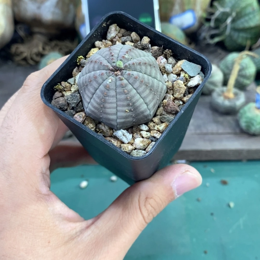 明**风欧系实生布纹球多肉植物拍卖