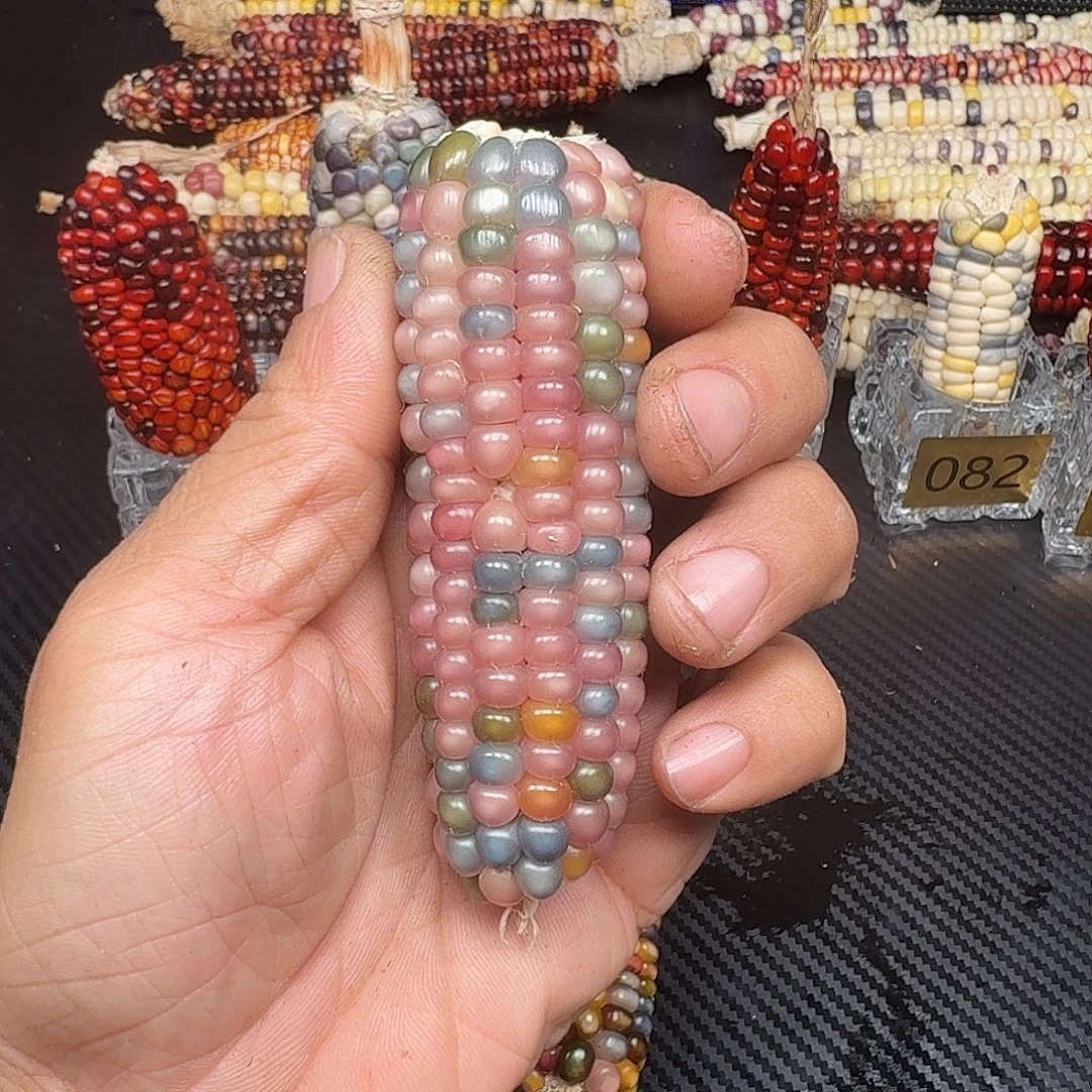 尘***、大叶紫檀（黑酸枝木类）