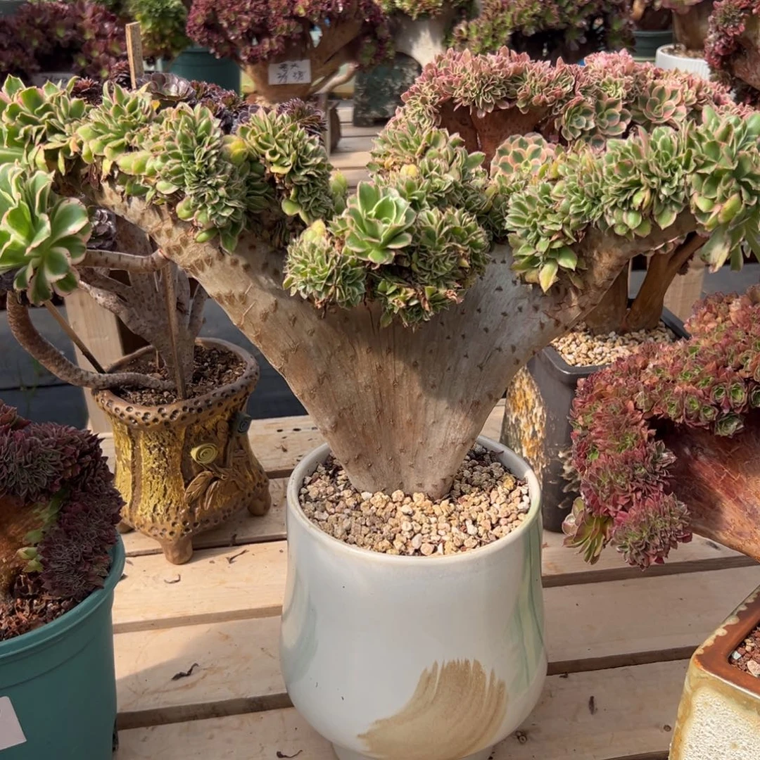 大叶绿玫瑰缀化老桩厚板