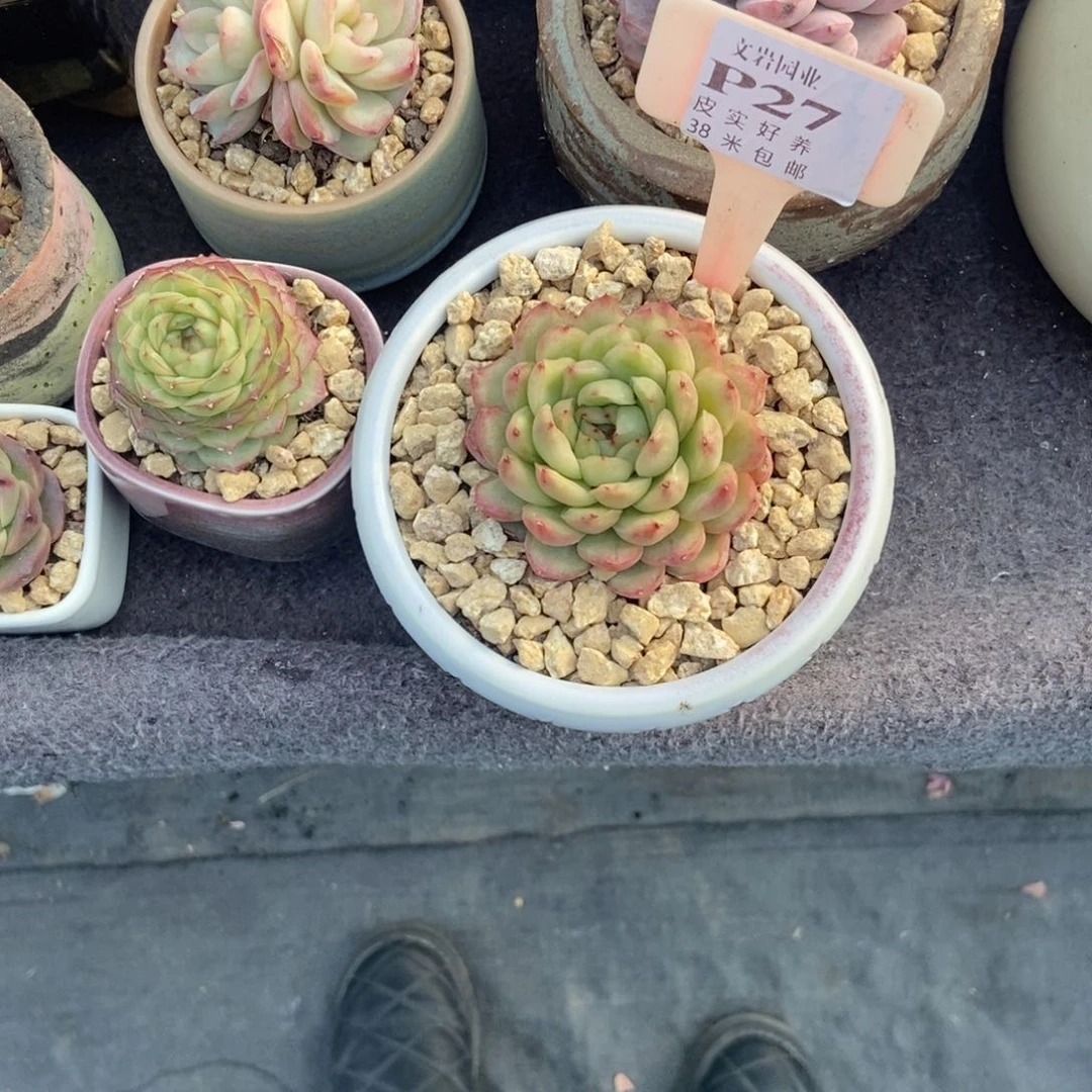 声*多肉植物冰天使石化斤