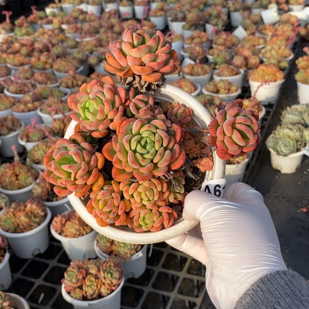 617芬达老桩一物一拍