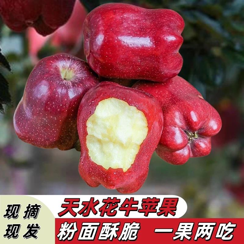 甘肃天水花牛苹果蛇果新鲜采摘脆粉两吃当季水果现摘现发