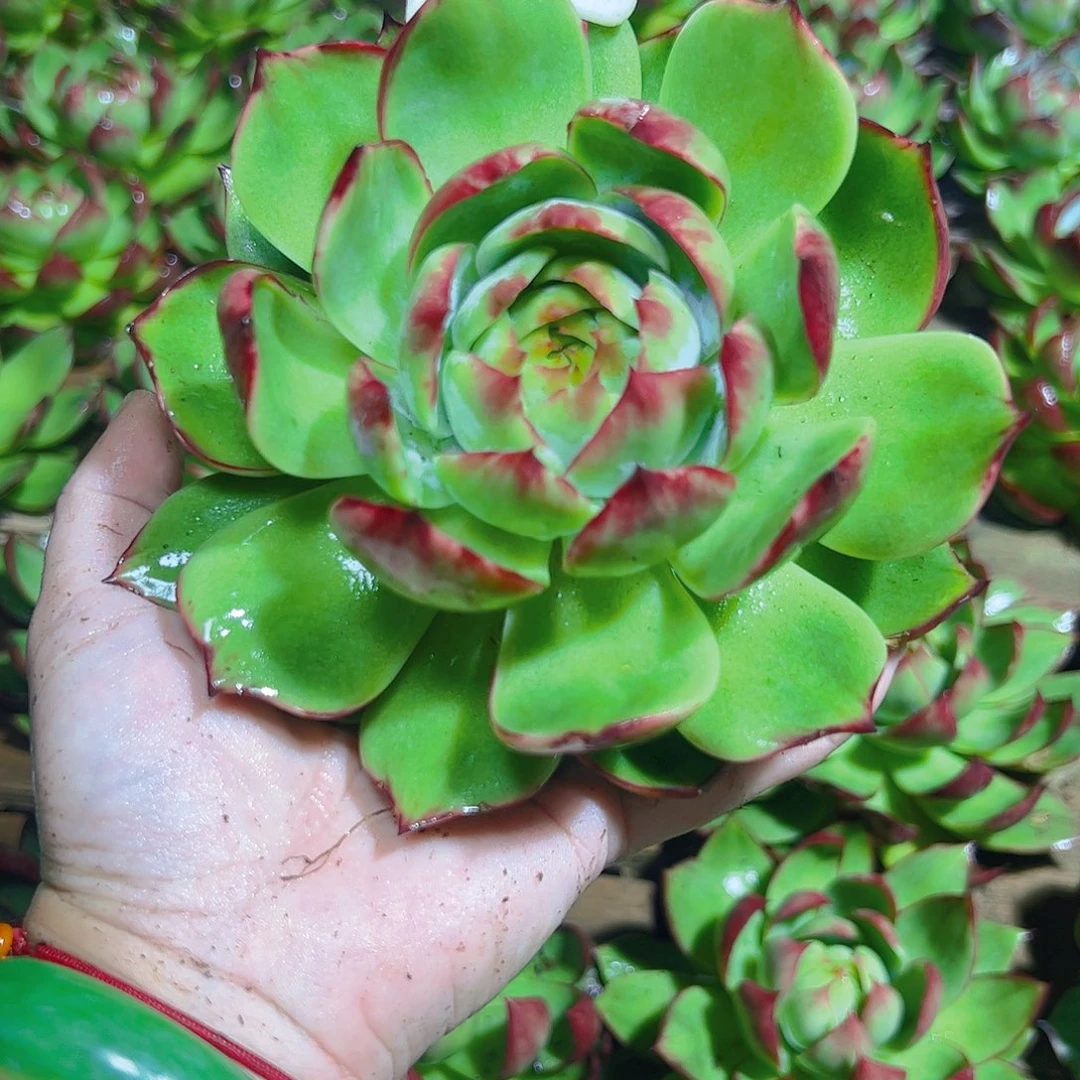 惊鸿仙子5012号一物一拍