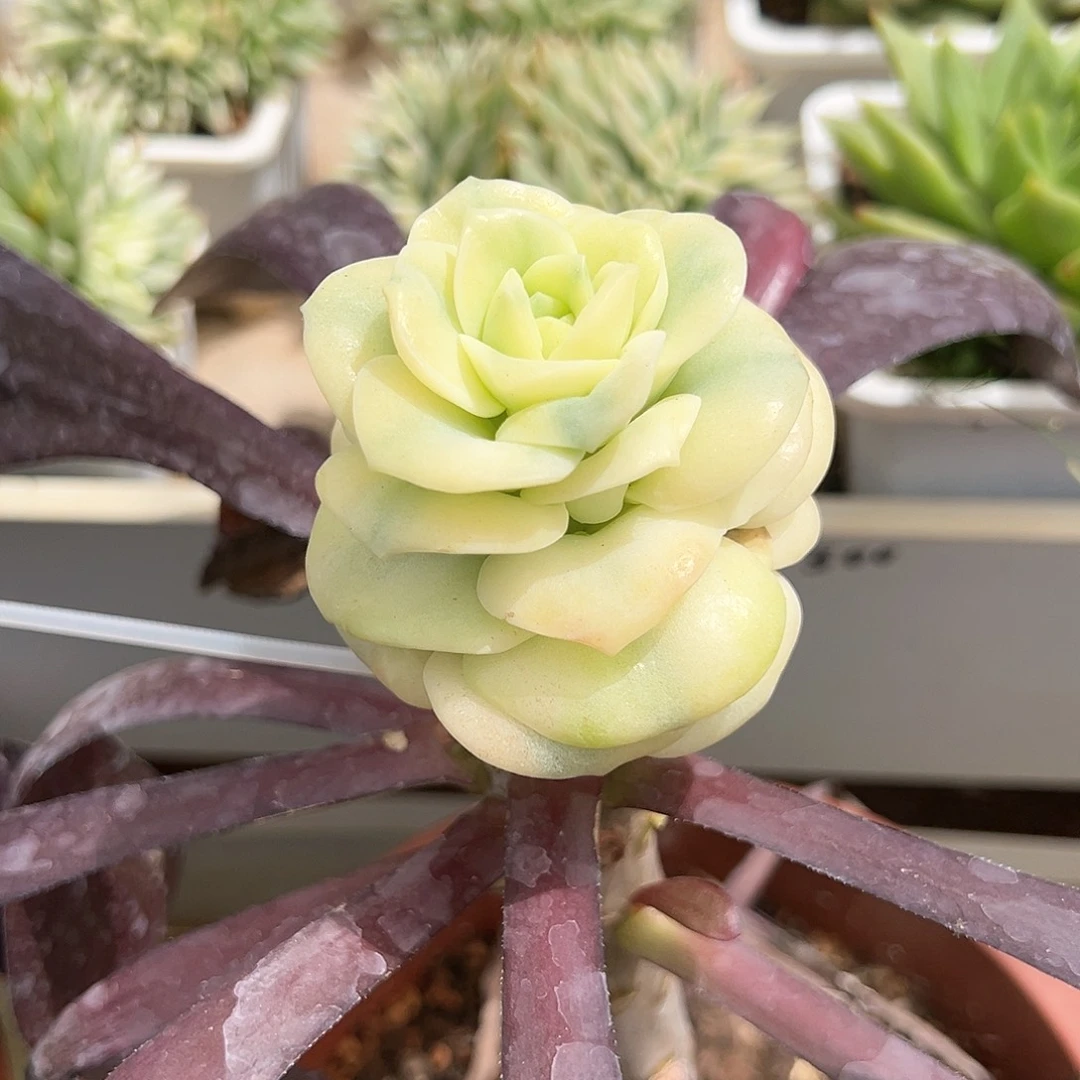 嫁接可爱玫瑰锦多肉植物