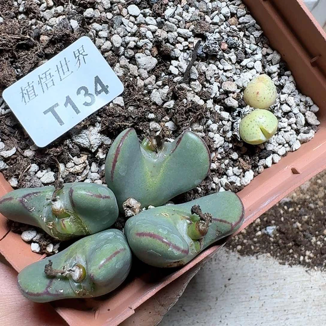 134盒多肉植物哇脱土uj