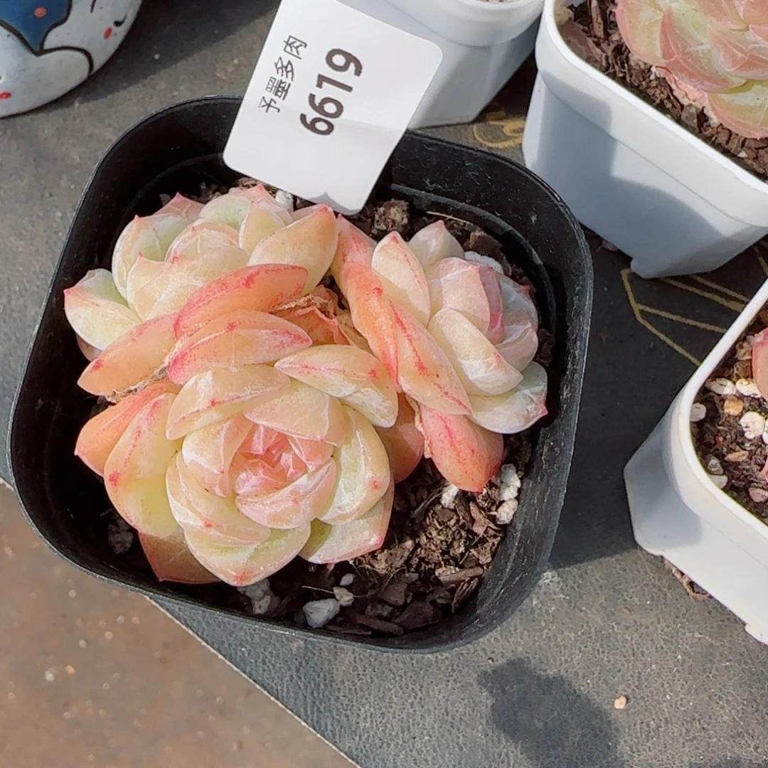 珍妮群，6619多肉植物