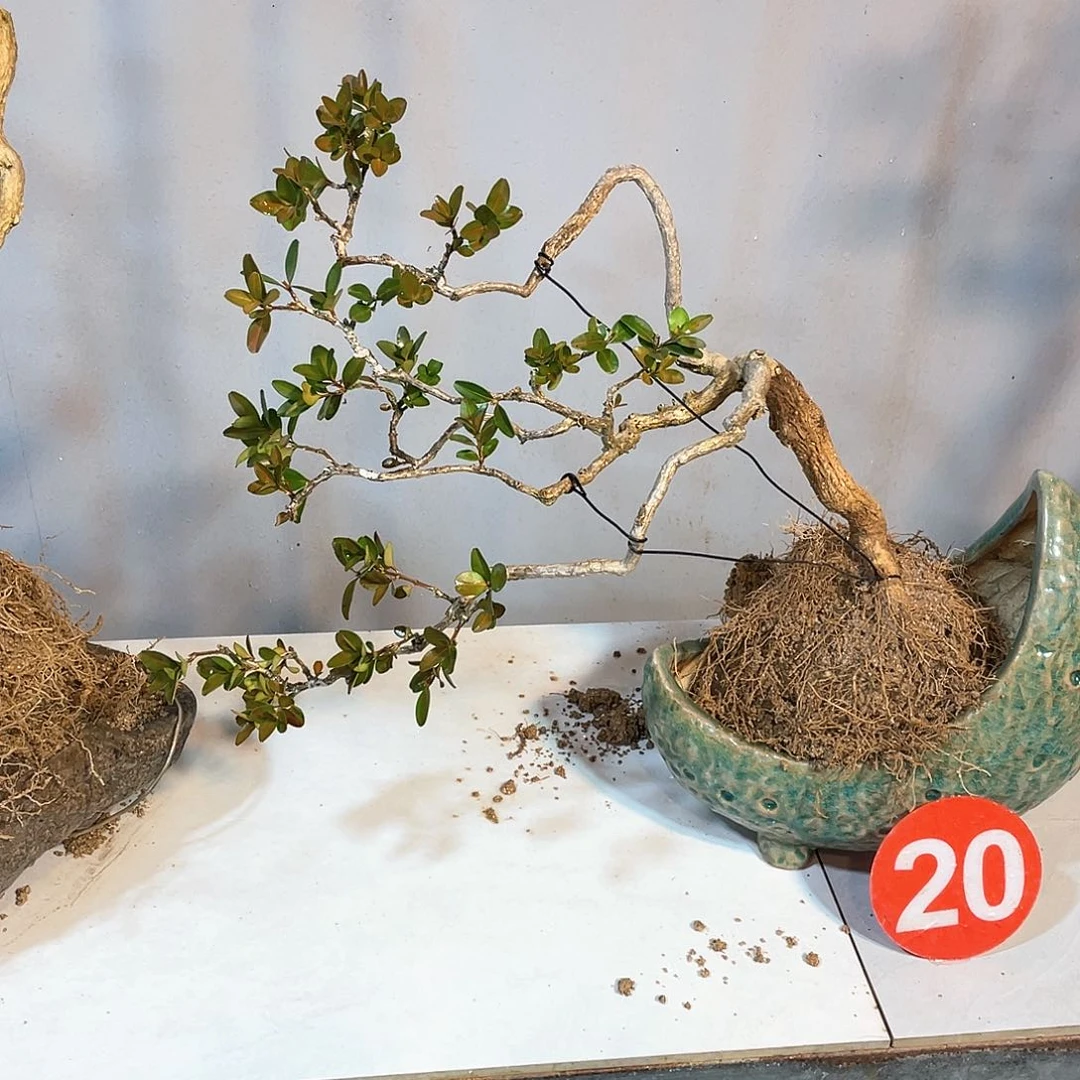 木谦**取海岛黄杨脱盆