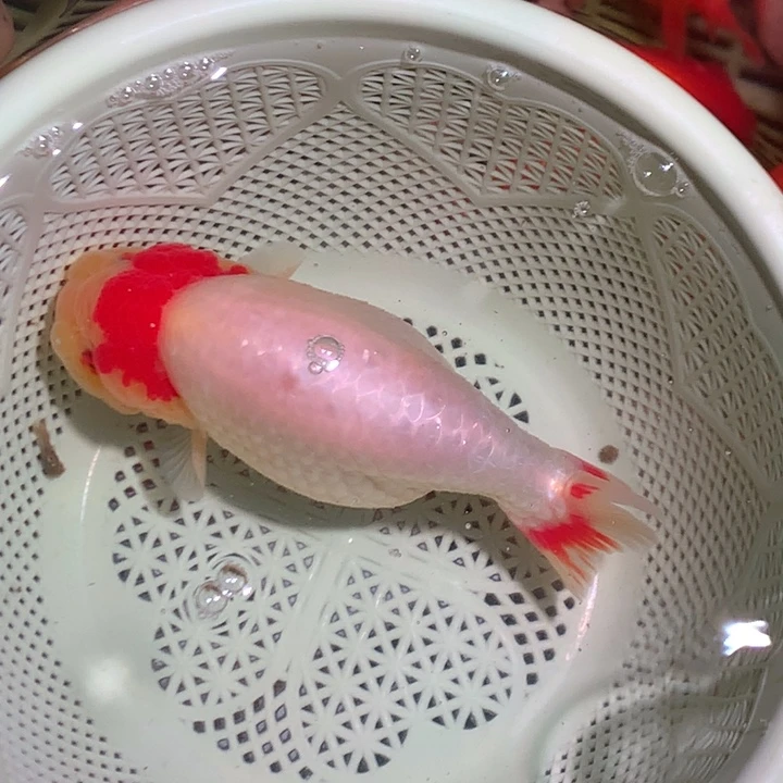 金鱼开箱视频包损