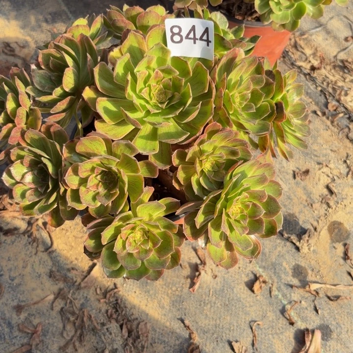 斑斓多肉植物不包损844