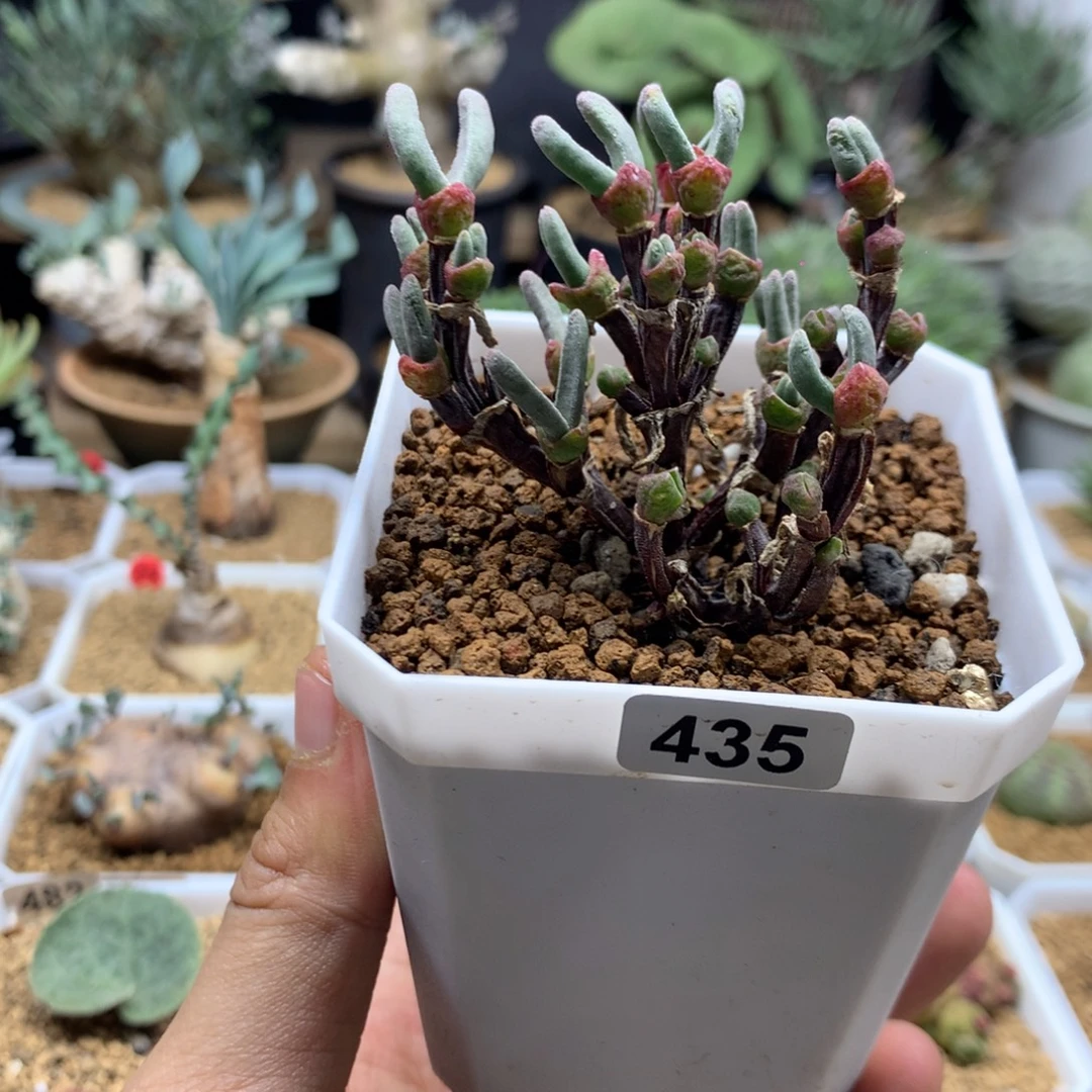 枝干兔子脱土发货