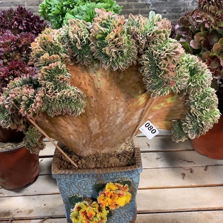 080白凤缀多肉法师