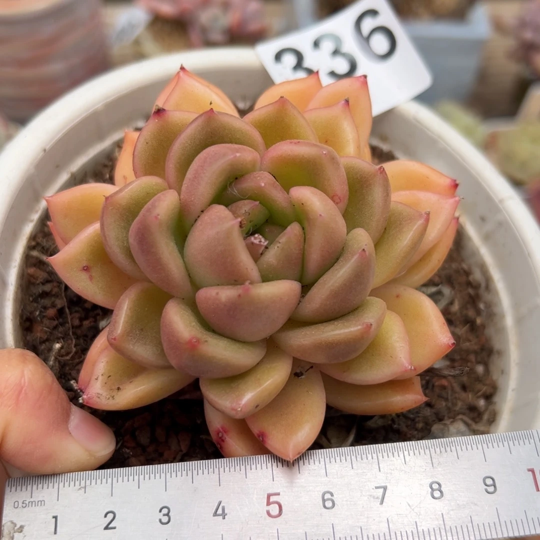 336 多肉植物组合