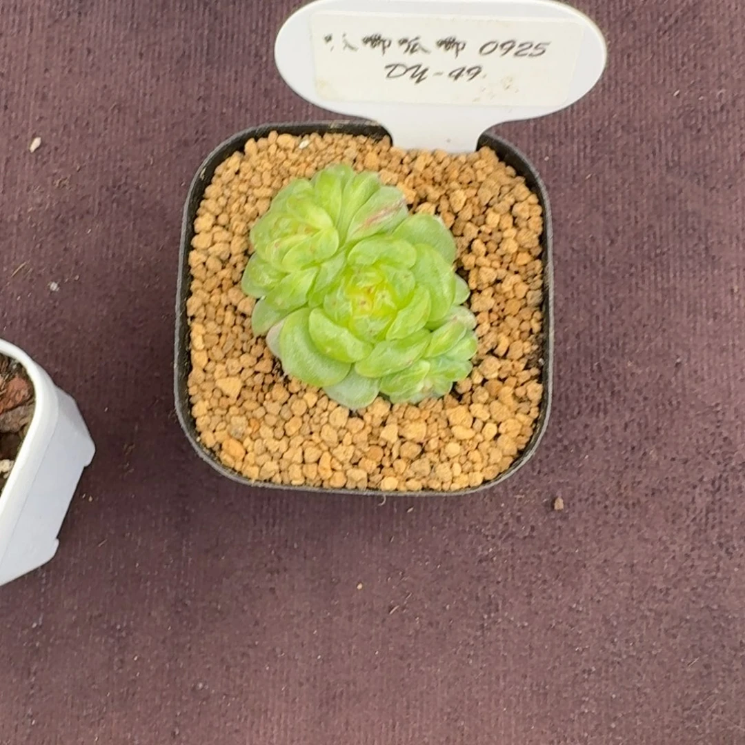 疯***翅0925-49-欧若拉双头