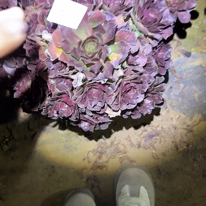 薇***W多肉法师植物链接67