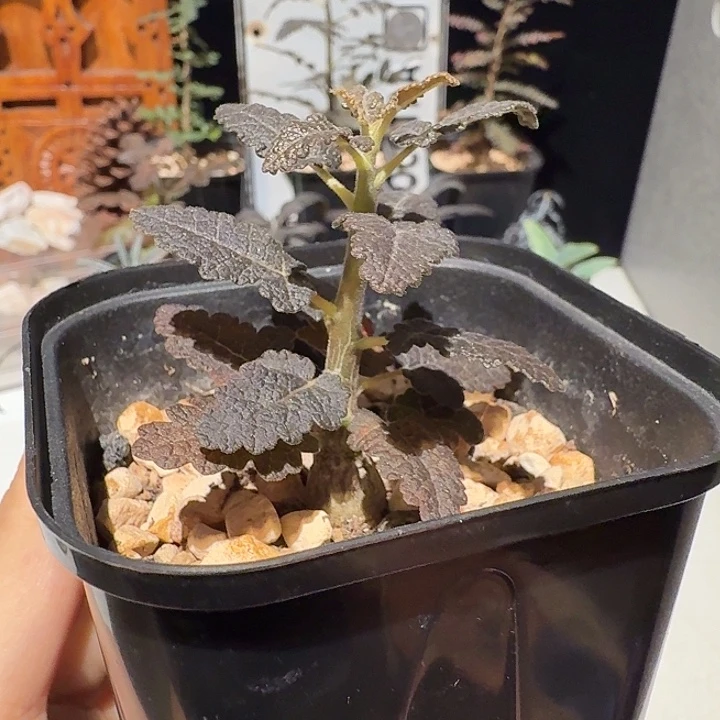 布拉塔乳香橄榄一物一拍