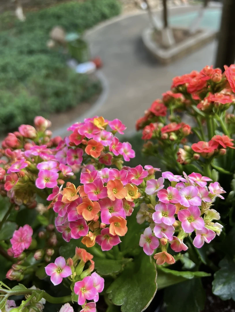 【马卡龙】110长寿花（任意拍够两单起发货）