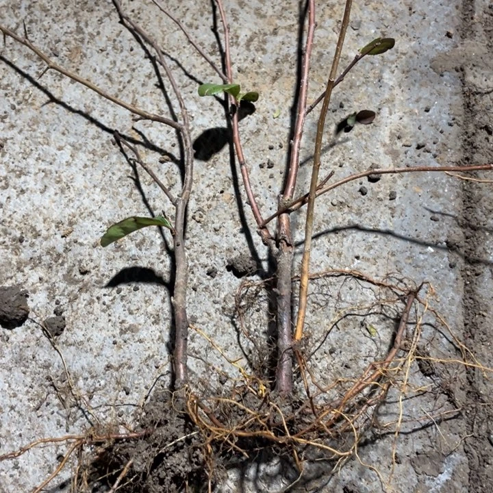 榠栌海棠花一颗苗