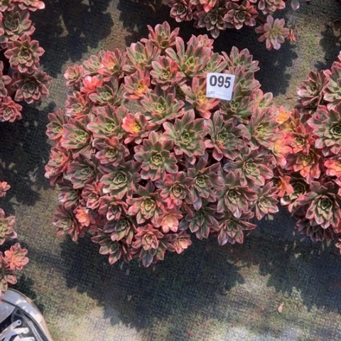 小***小095甜茶朵朵多肉，