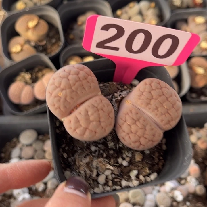 200号，有干疤88888888