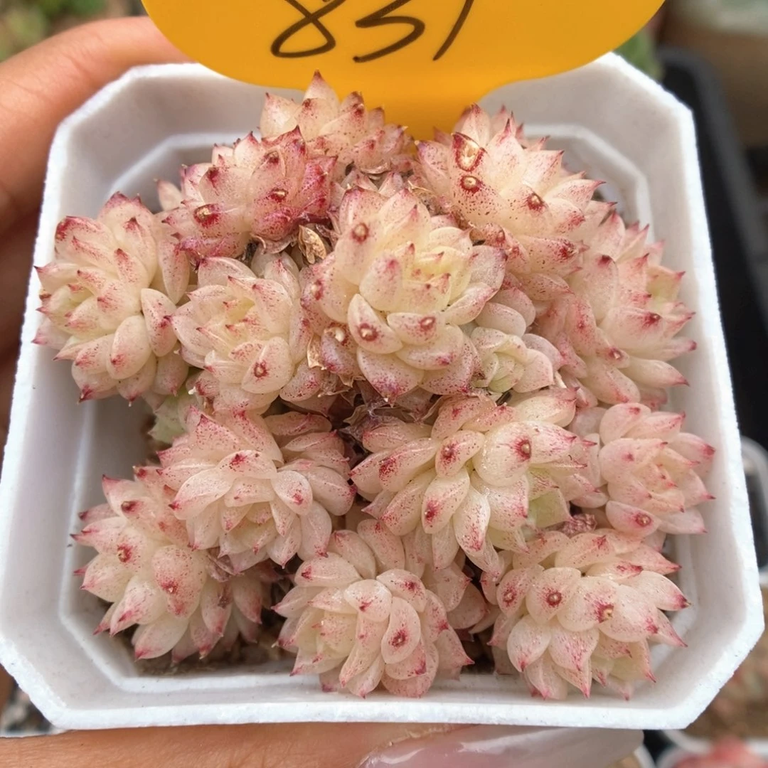 油透麦秆群生831号。