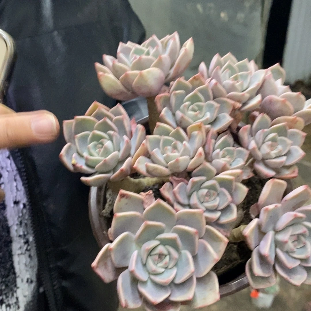 红粉佳人多头群生