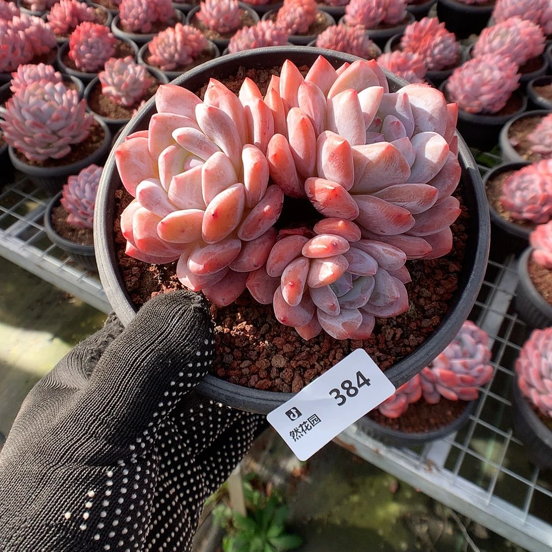 384梦露多肉植物6666
