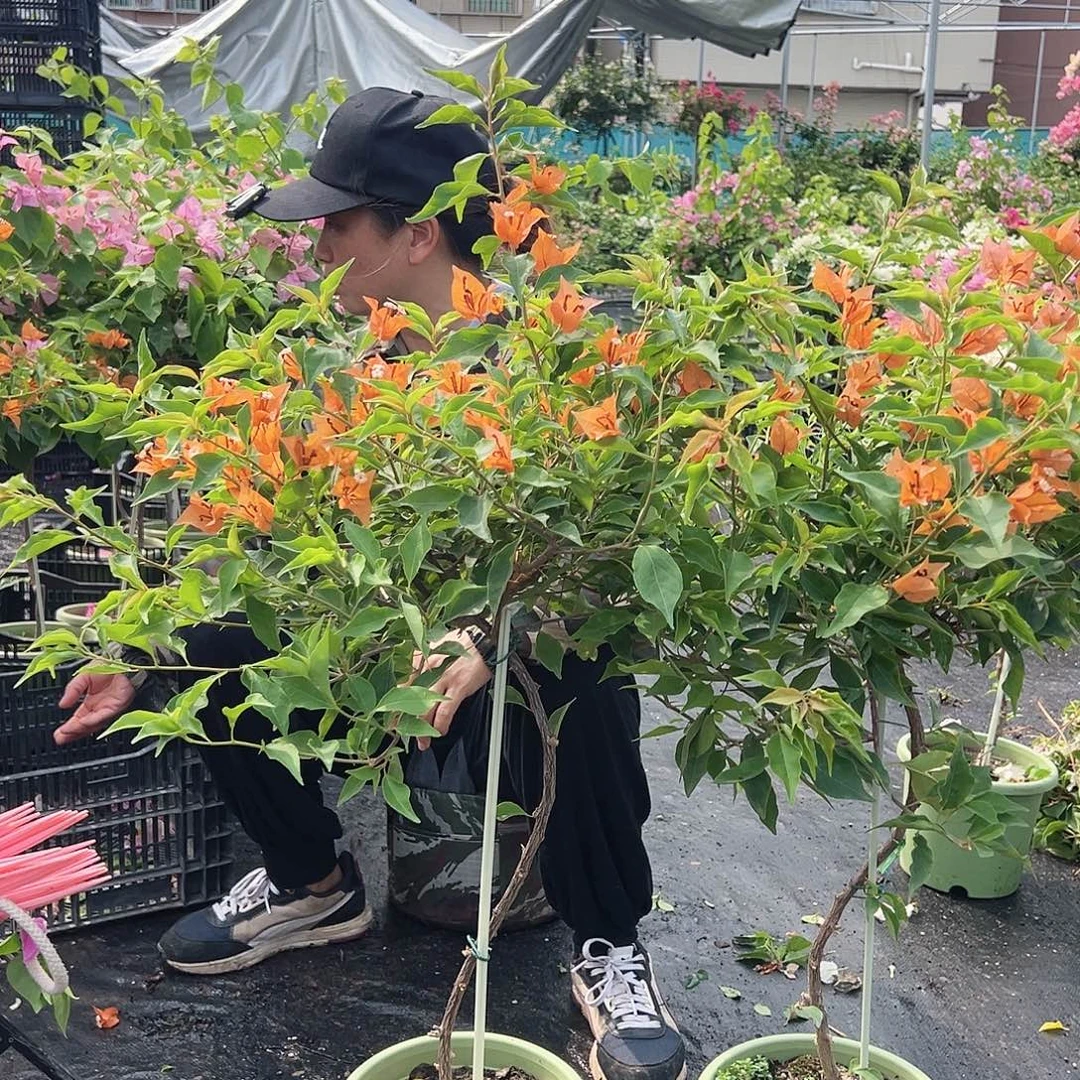 大部分开放少量花苞橙桑巴原生棒棒糖一颗，绿盆的