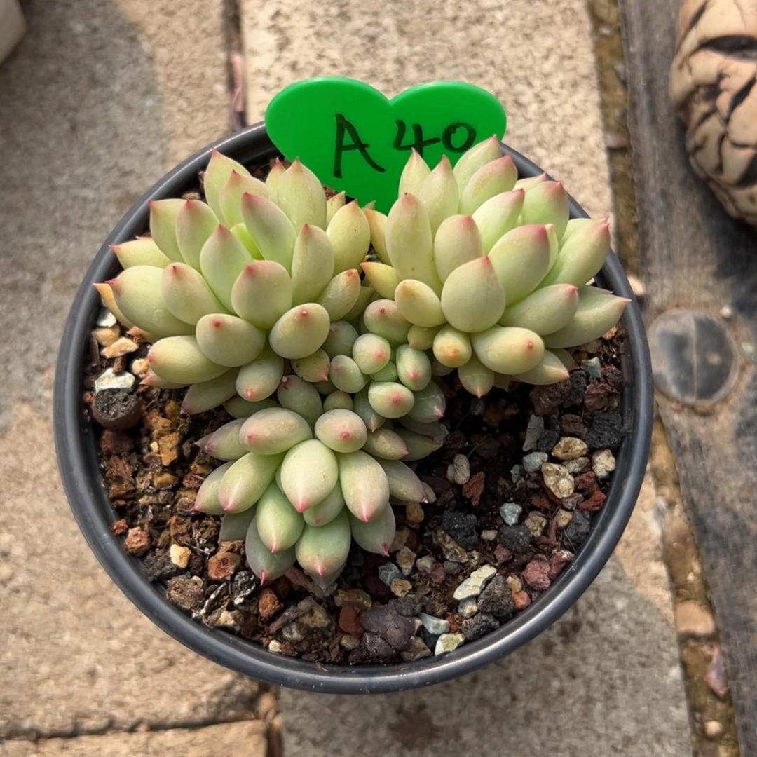 左多肉植物一物一拍