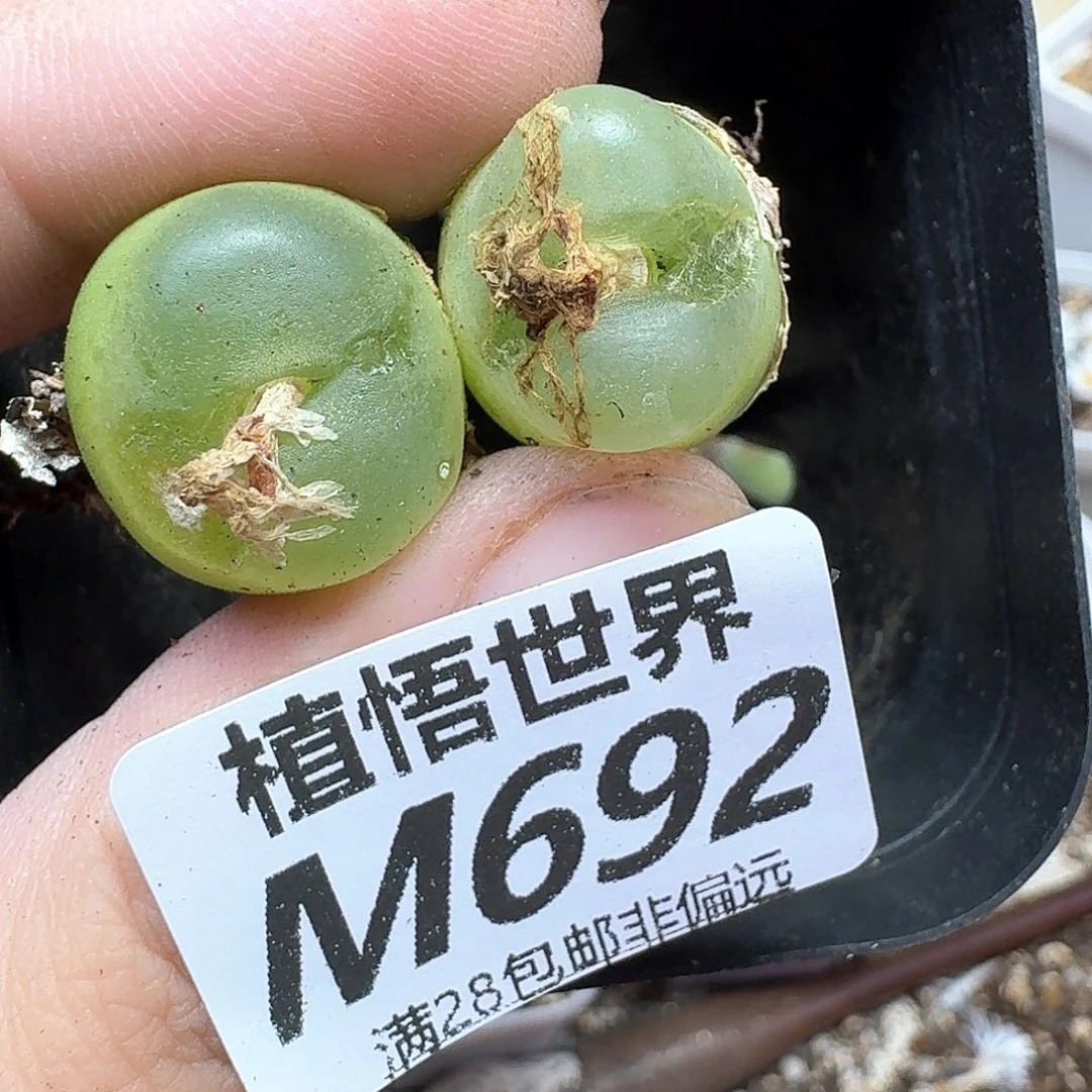 多肉植物的润泽肉饭