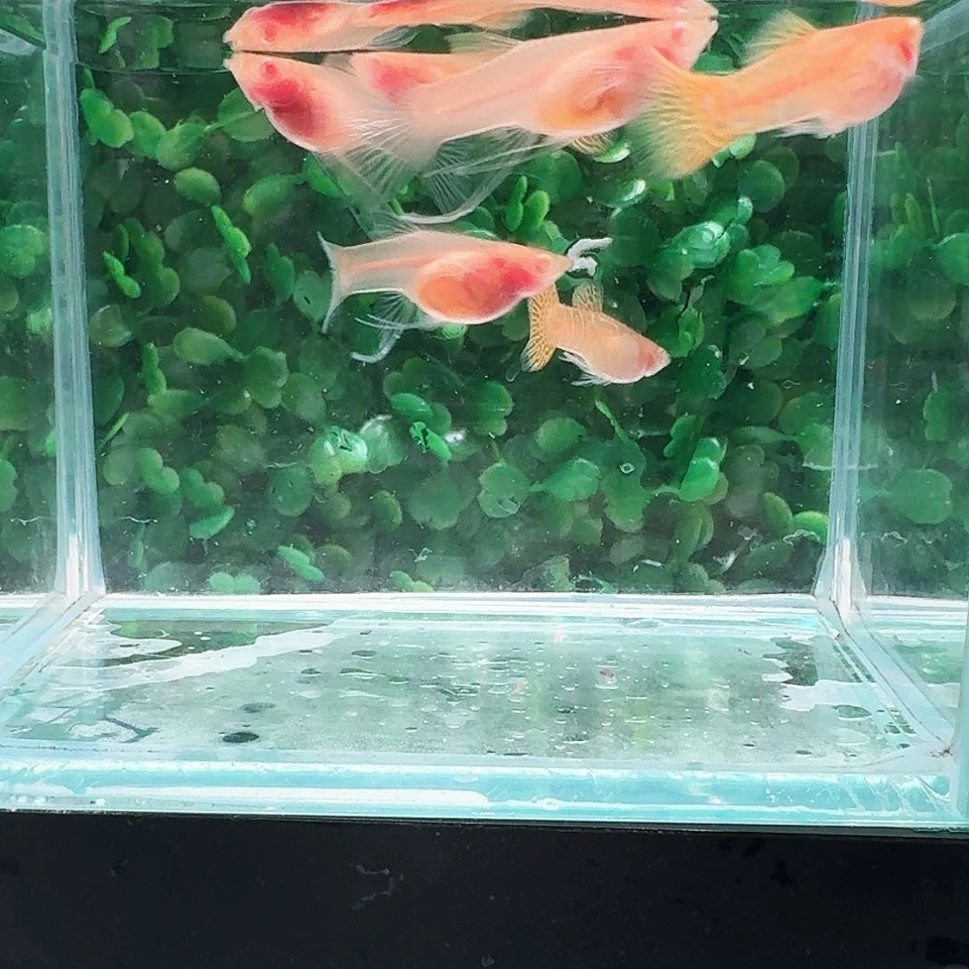 孔雀鱼黄蕾丝白子大C3对