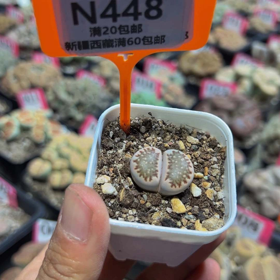 448 一物一拍，默认有伤，介意勿拍，不退不换