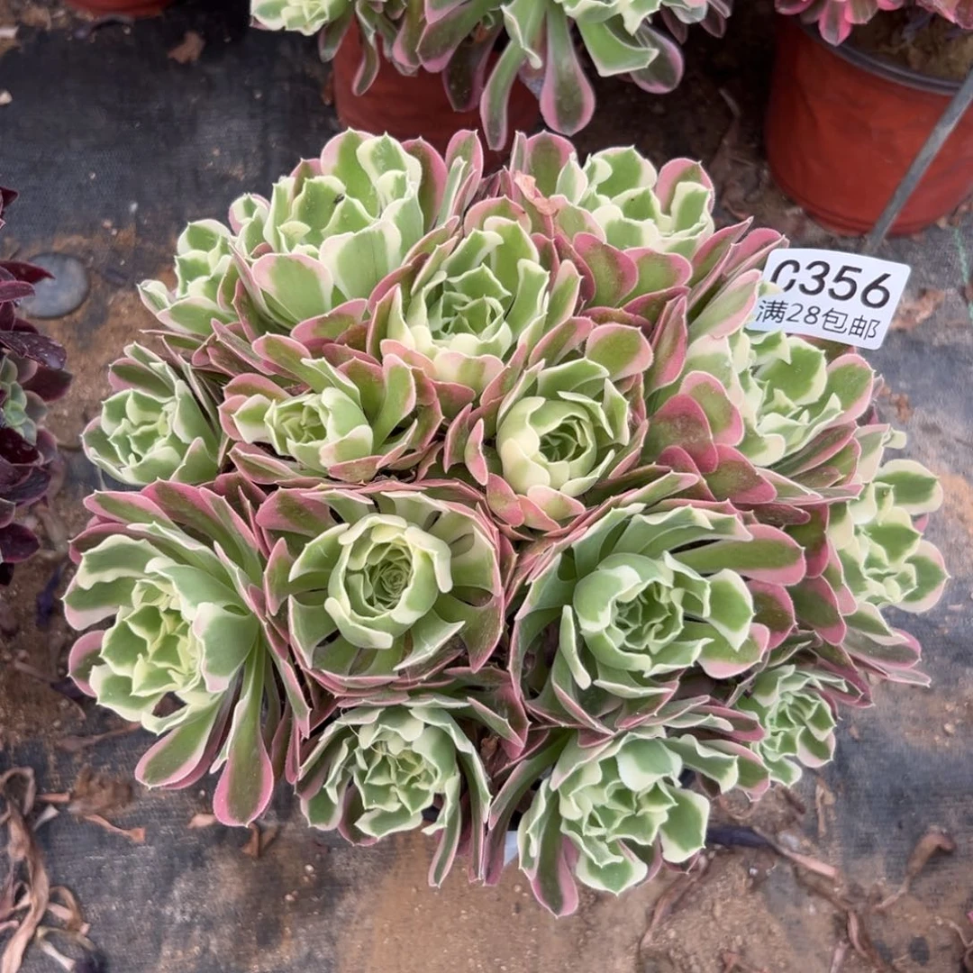 356多肉  雨花石
