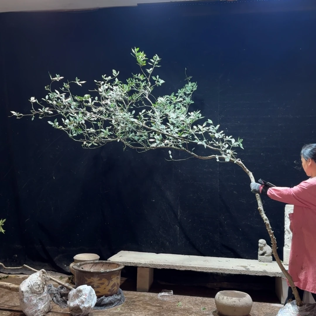 荣***业完全开放栀子花生桩一物一拍