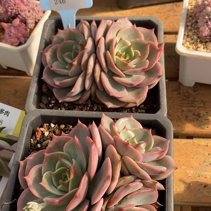 D246- 直播福利 安吉丽娜两颗