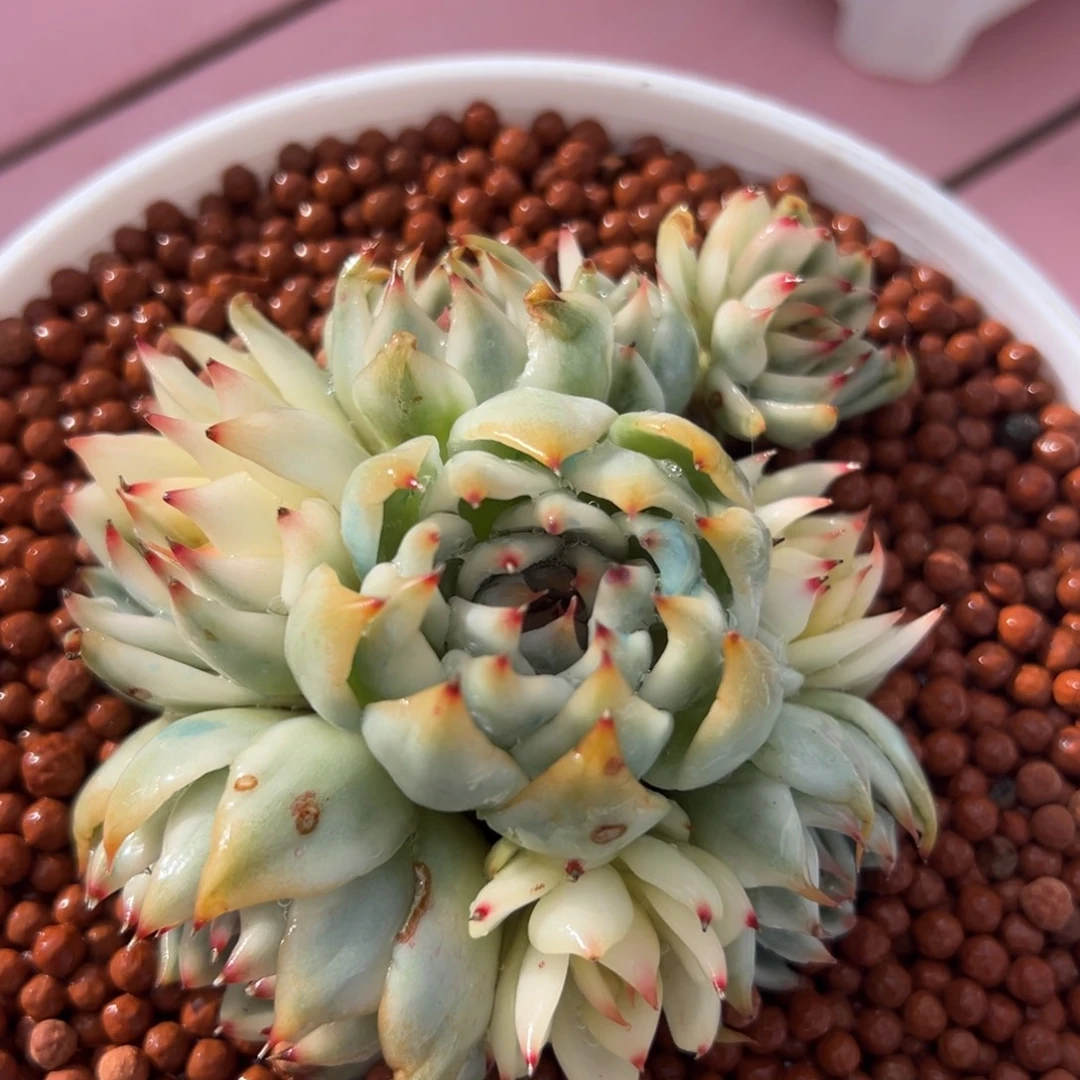 吉娃娃锦，无砍手捧群
