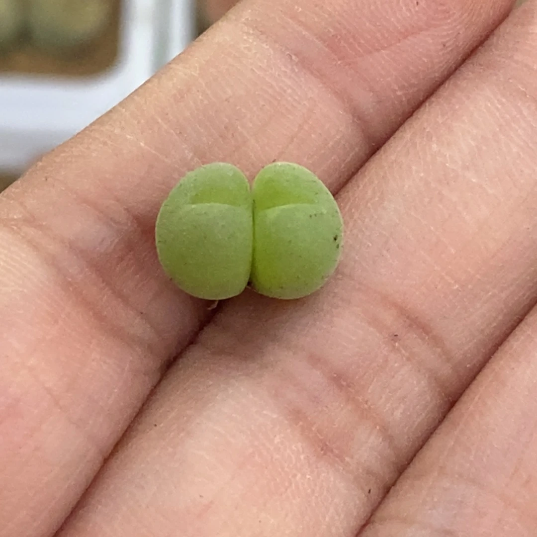 双头短毛翠滴随机发一颗