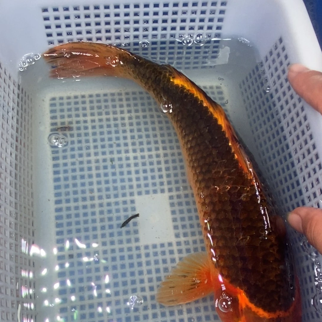 锦鲤冷水锦鲤包邮