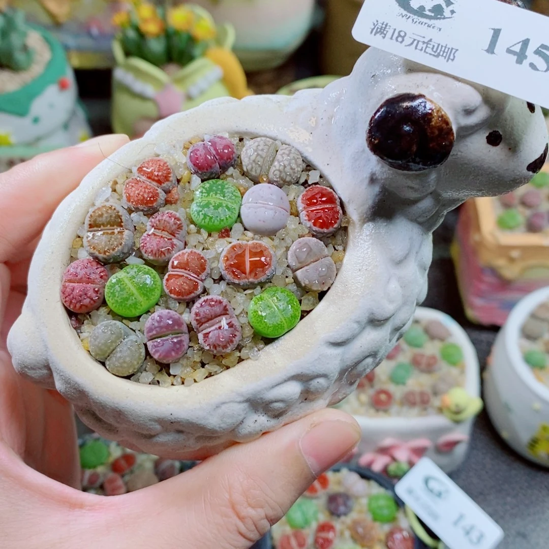 生石花花花花花花145