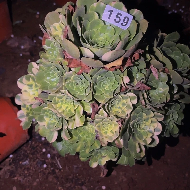 159七彩多肉植物不售后