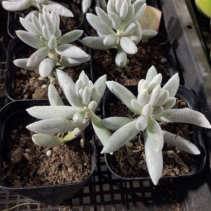 银月3.8带盆土发货