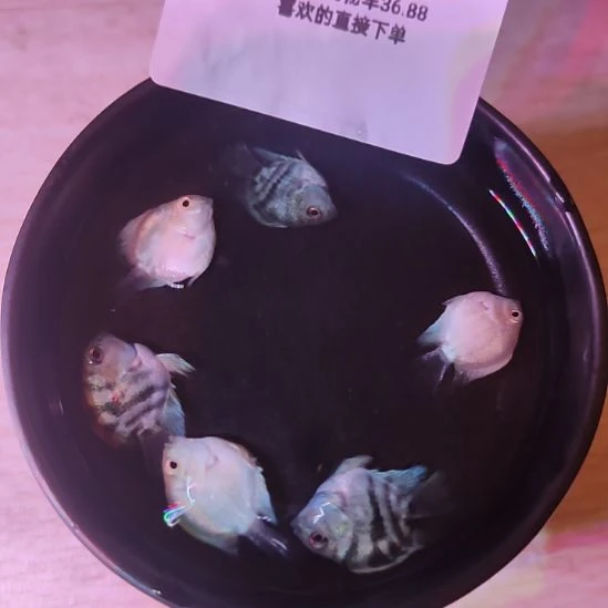 短鲷鱼桃心迷你鹦鹉2个月亚成