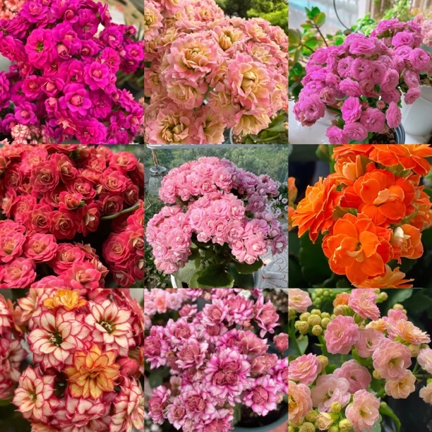 【3盆一代苗】稀有品种重瓣长寿花四季开花好养盆栽