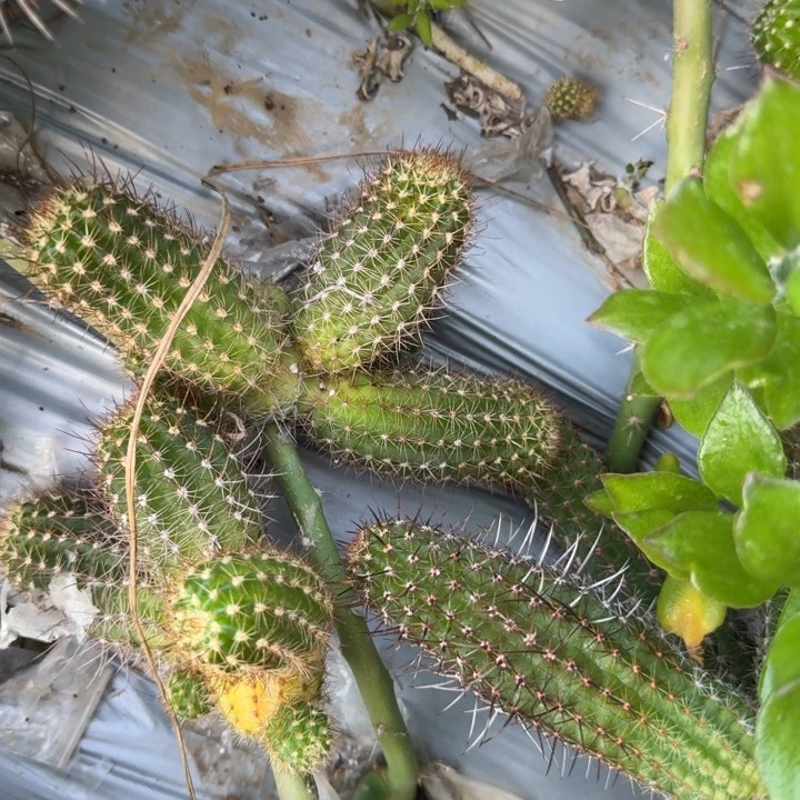 矮胖白檀1144侧芽一个